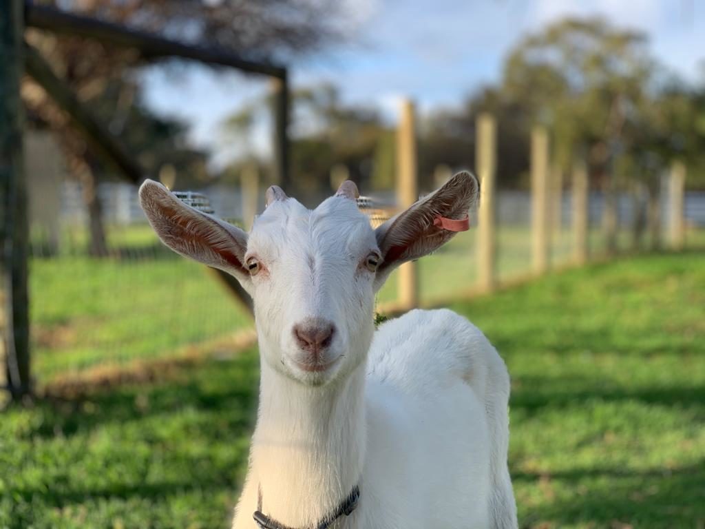 Landsdale Farm Goat