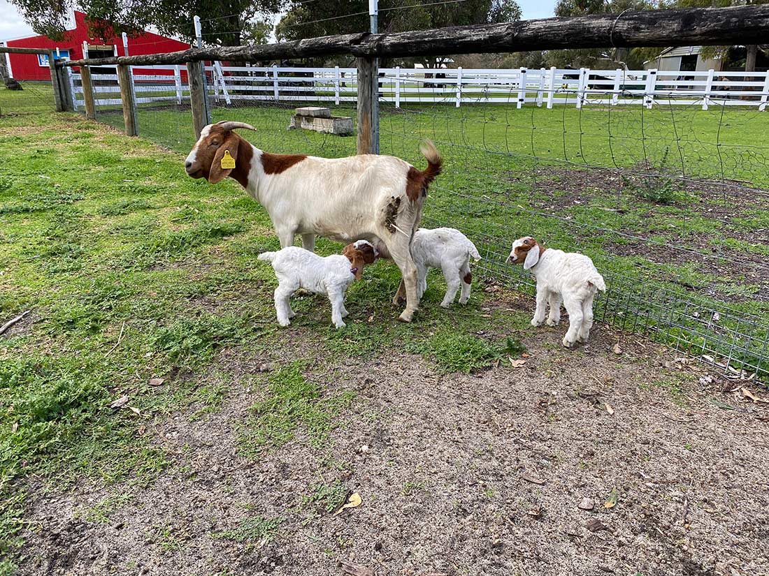 Landsdale-Farm-Goats