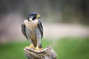 Peregrine-Falcon