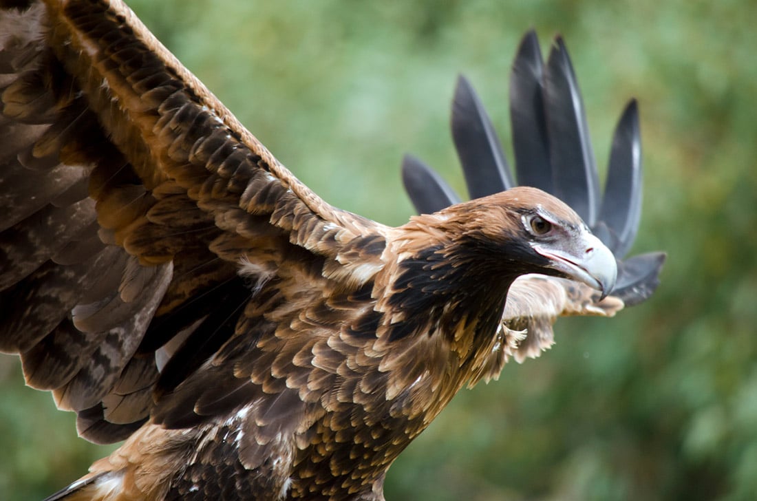 Wedge-Tailed-Eagle