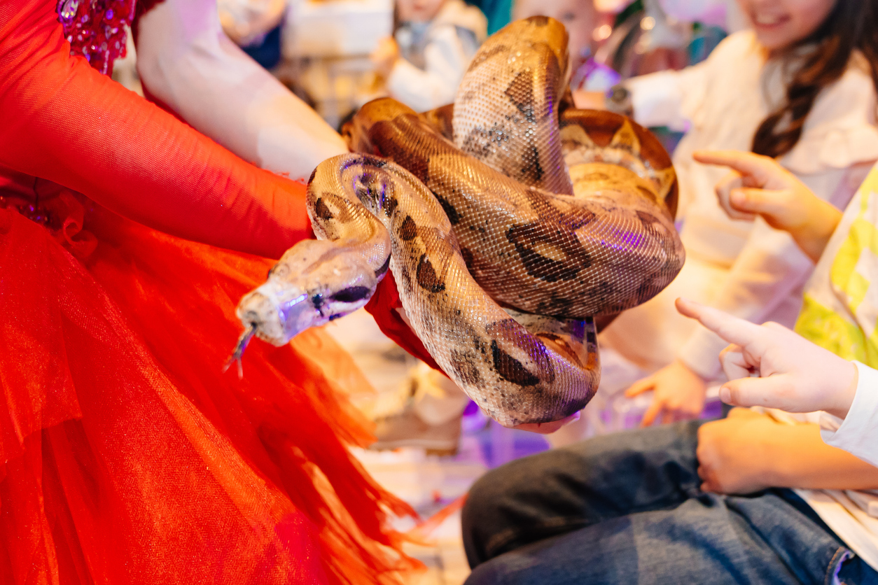 a python in the hands of a female actress at a performance for children with animals. exotic snakes.