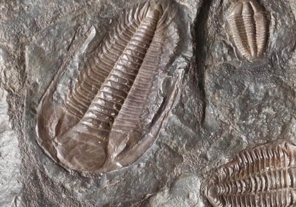 Trilobite fossils_ (1)