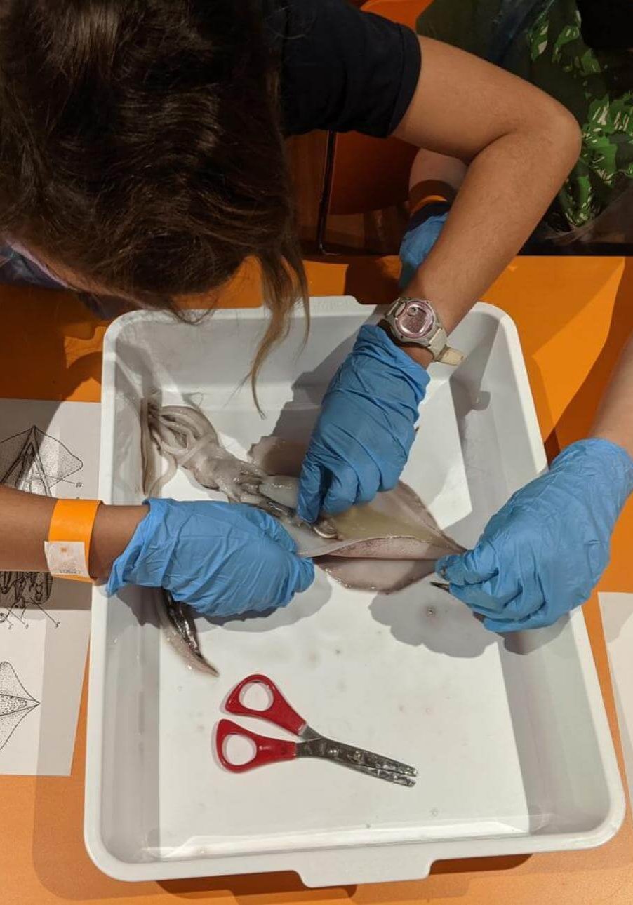 WA Museum Boola Bardip - Art v Science Squid Dissection - April 2022