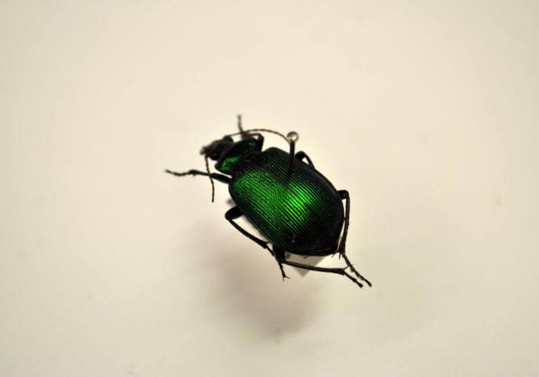 WA Museum Boola Bardip - Beetle Collection - img2
