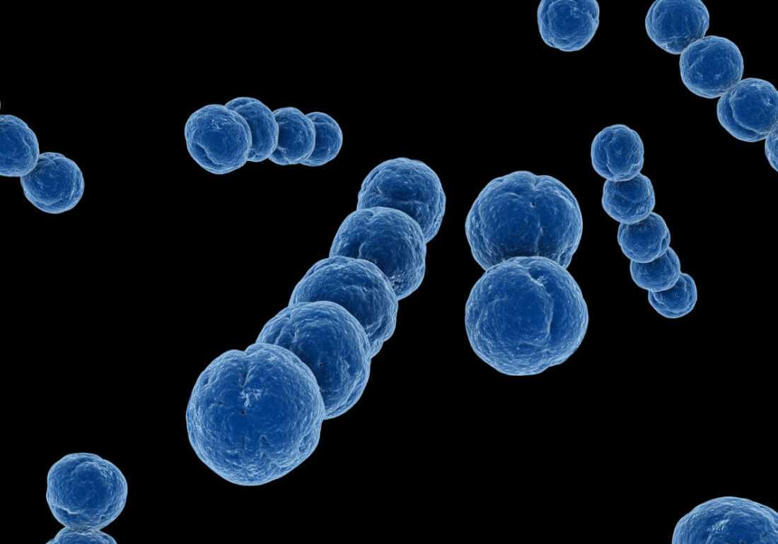 streptococcus bacteria